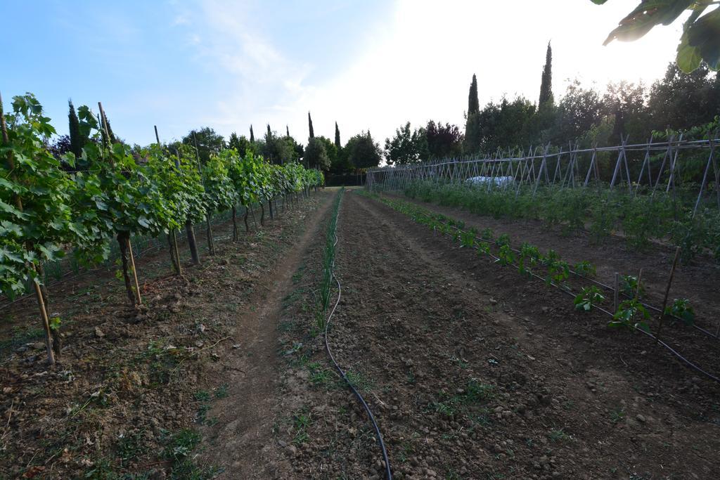 Agriturismo Dolce Verde Castiglione del Lago Bagian luar foto